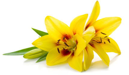 lily